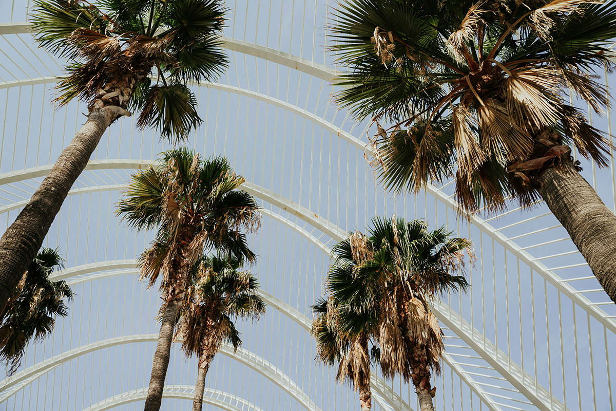 Nest valencia